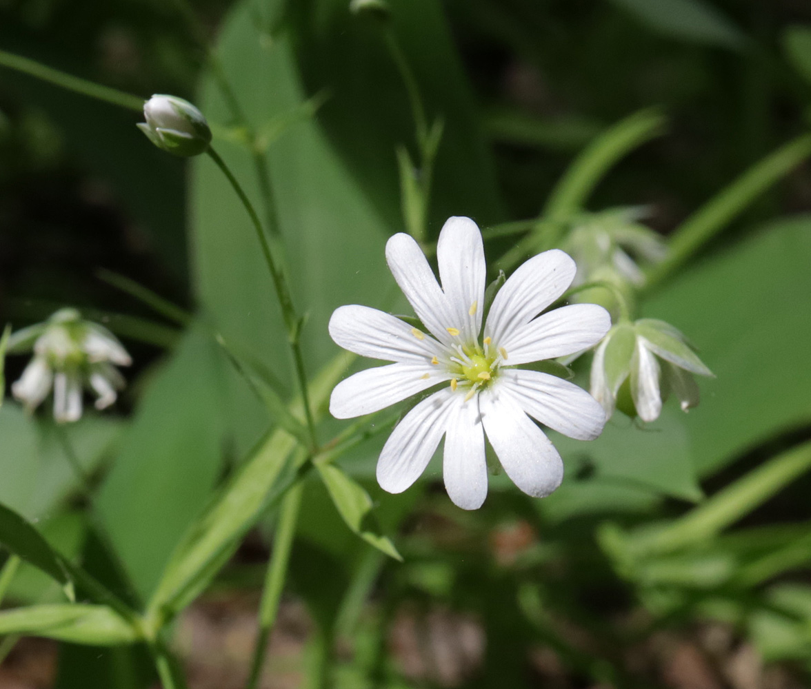 Image of Stellaria holostea specimen.