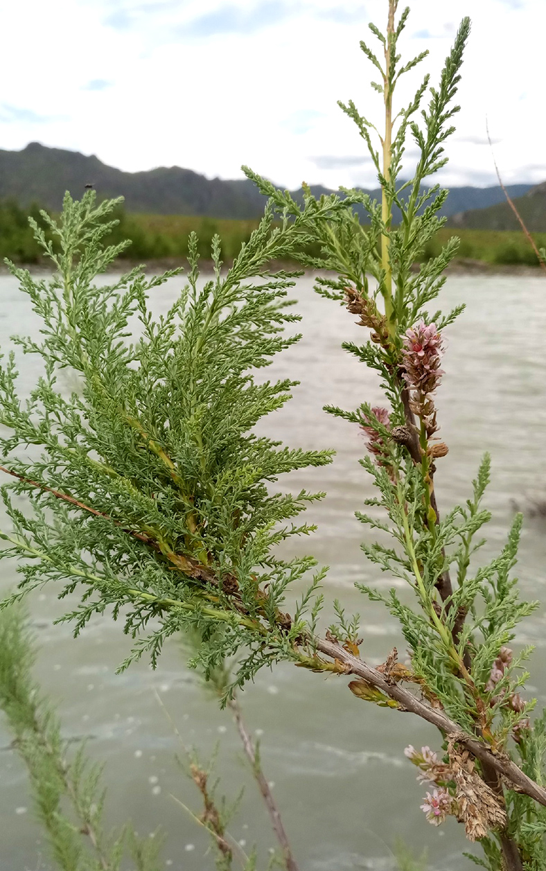 Image of genus Myricaria specimen.