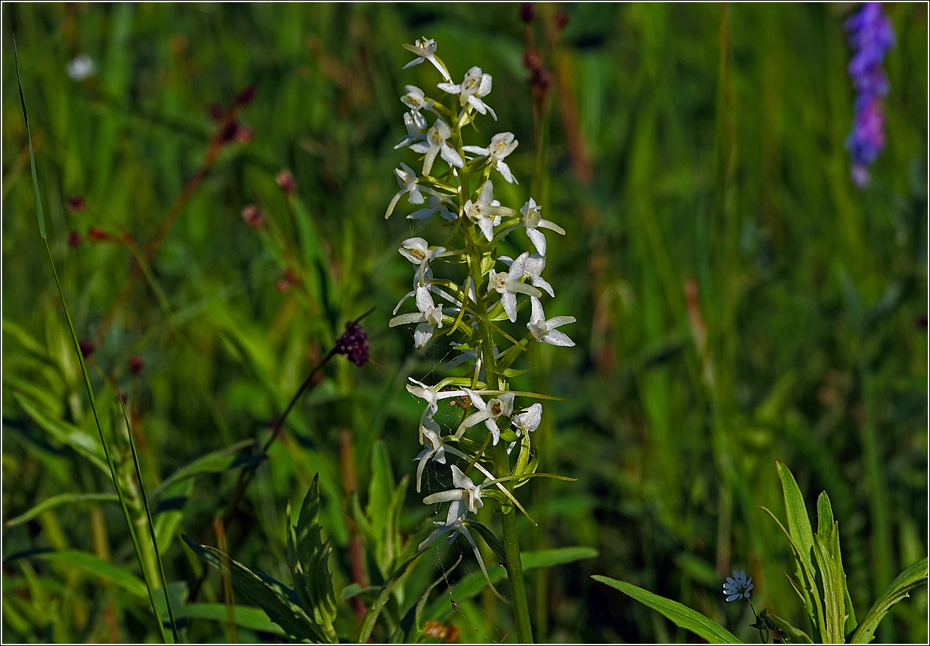 Изображение особи Platanthera bifolia.