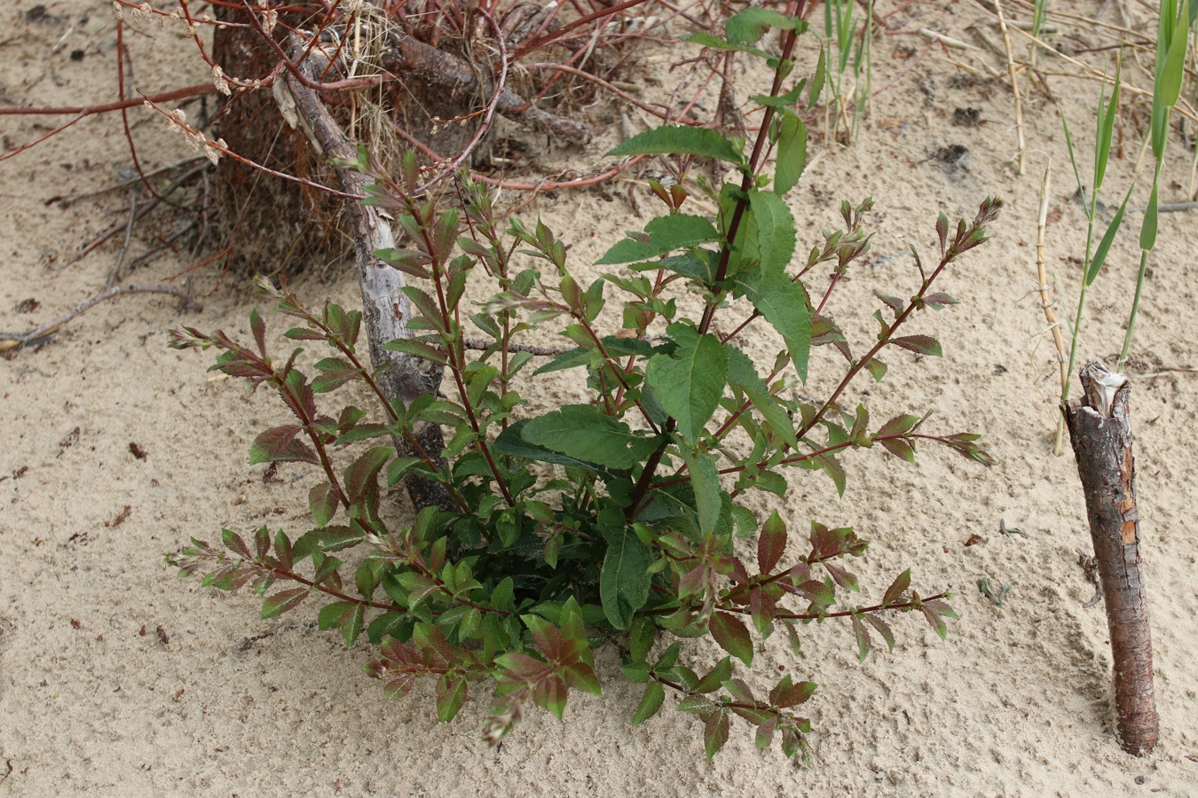 Image of genus Salix specimen.