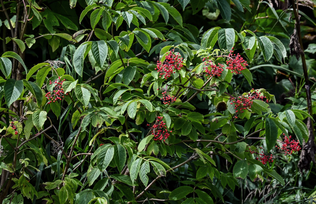 Image of Sambucus miquelii specimen.