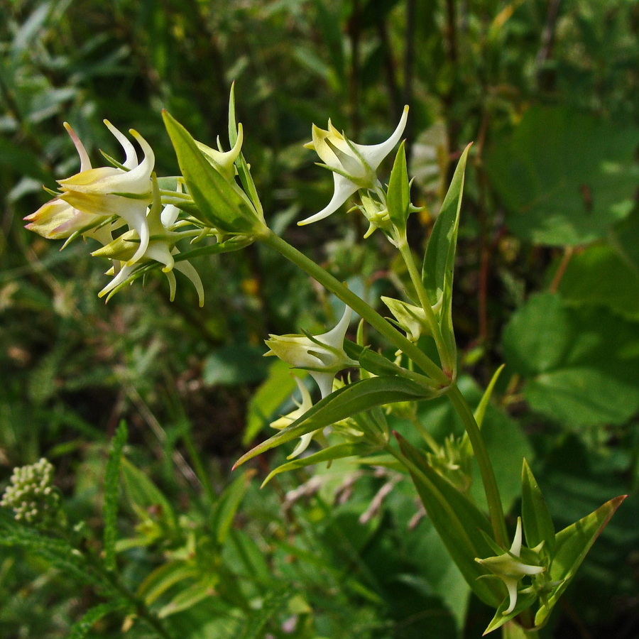 Изображение особи Halenia corniculata.