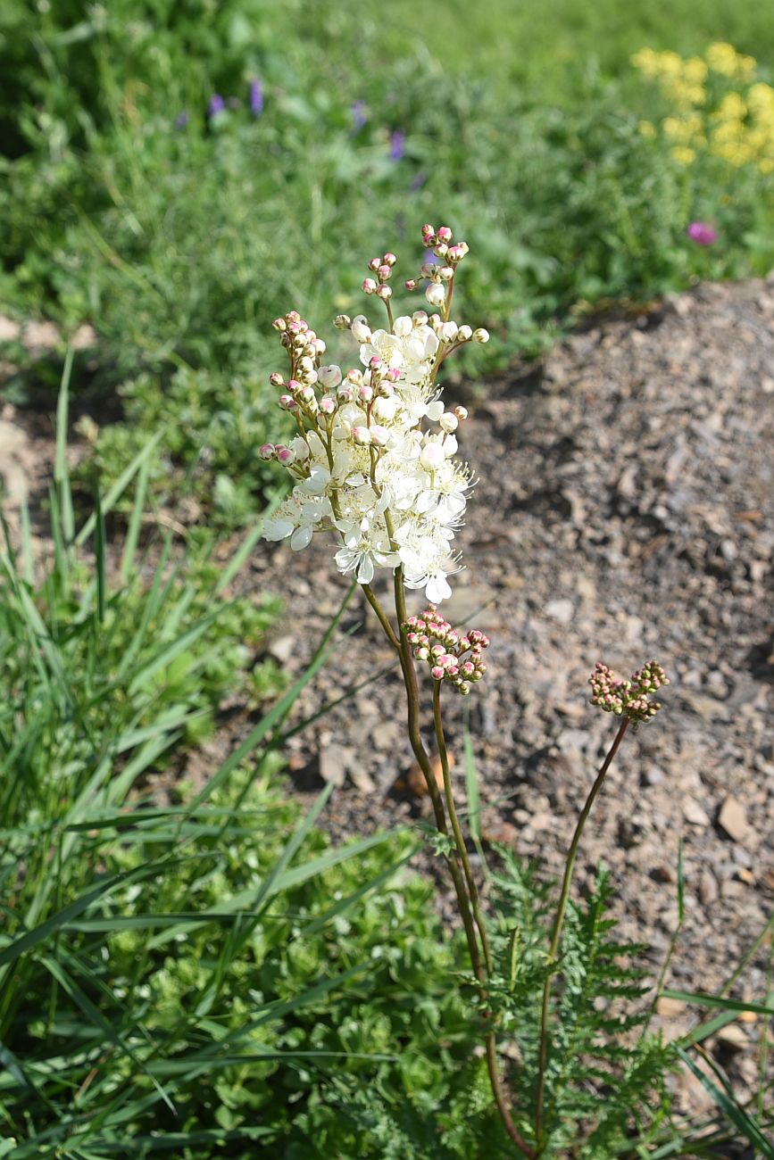 Image of Filipendula vulgaris specimen.