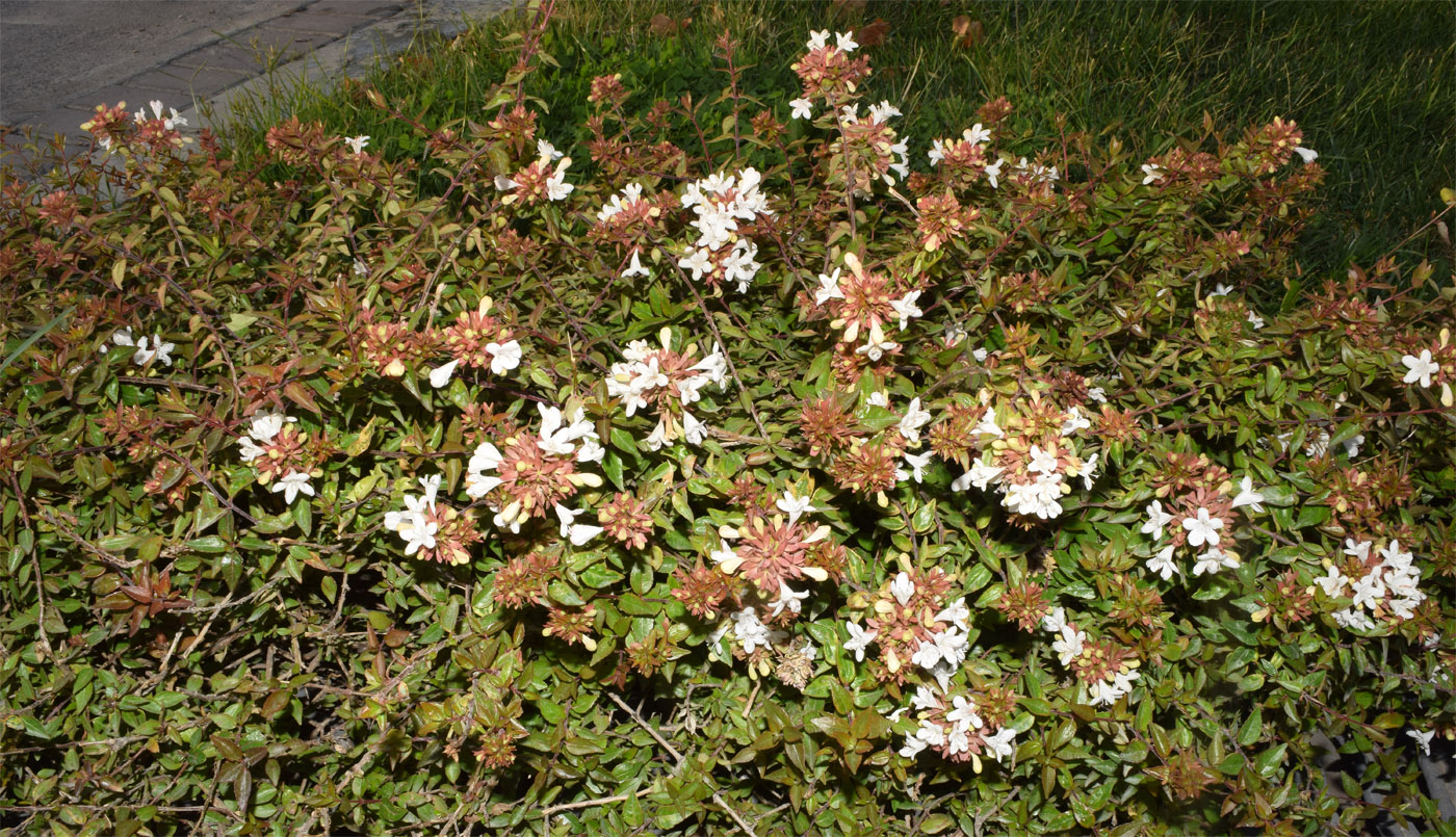 Image of Abelia &times; grandiflora specimen.