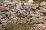 genus Festuca