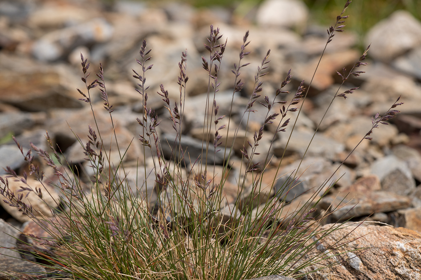 Image of genus Festuca specimen.