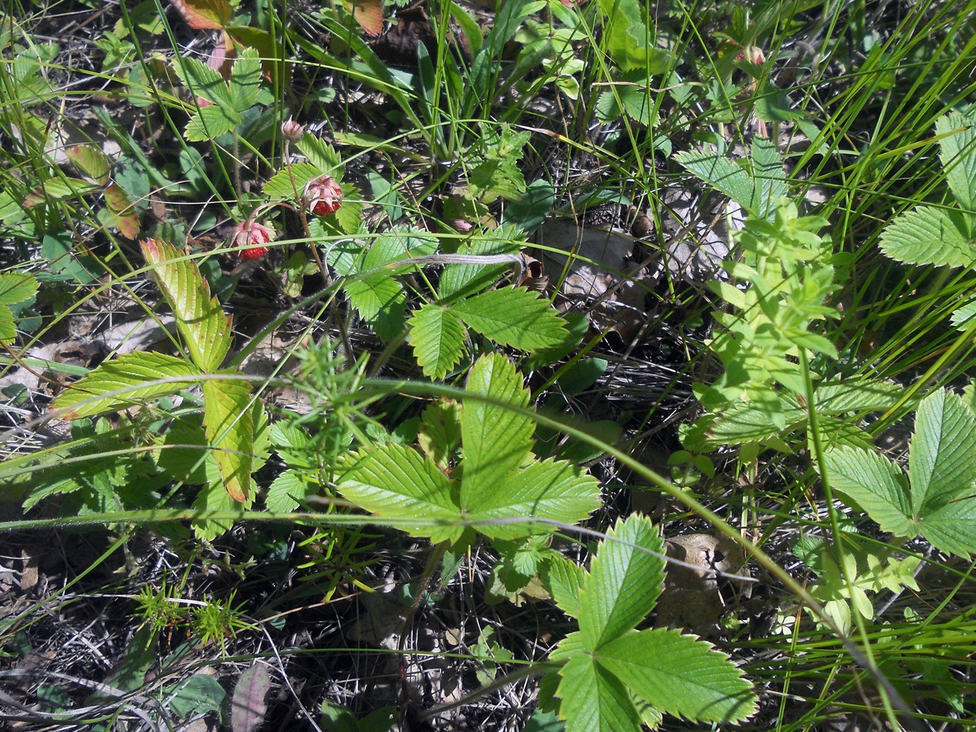 Изображение особи Fragaria viridis.