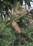 Picea obovata