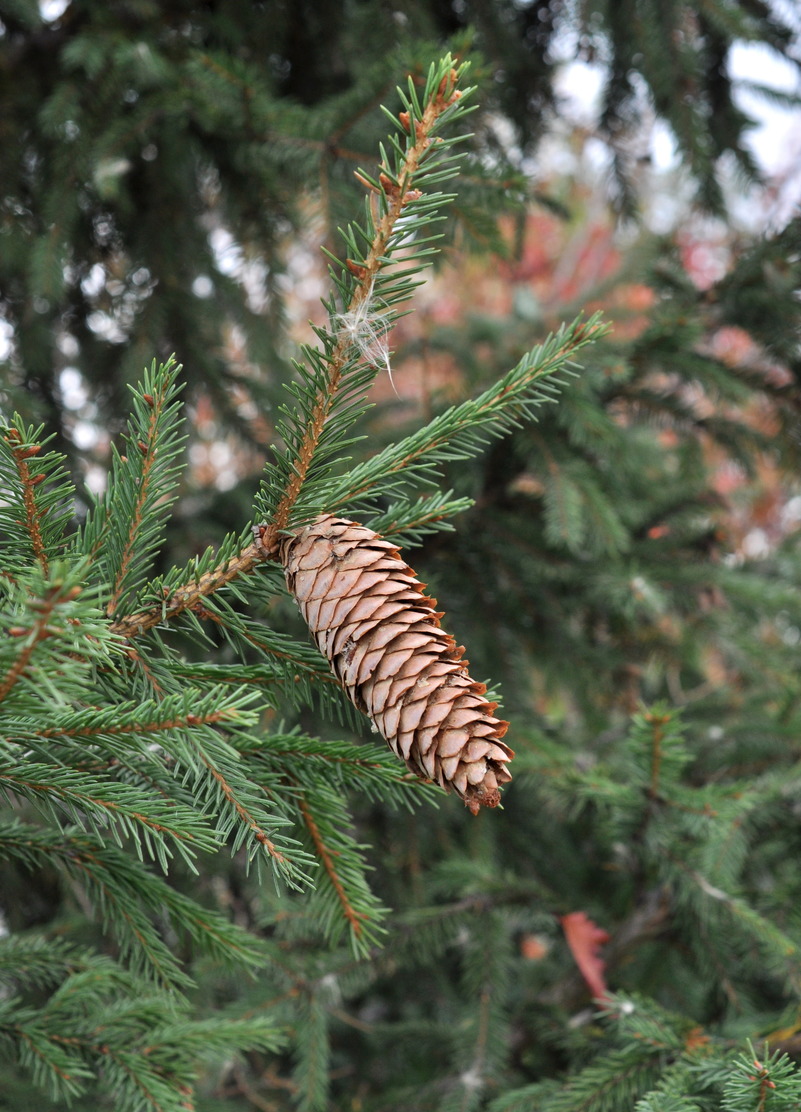 Изображение особи Picea obovata.