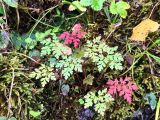 Geranium robertianum