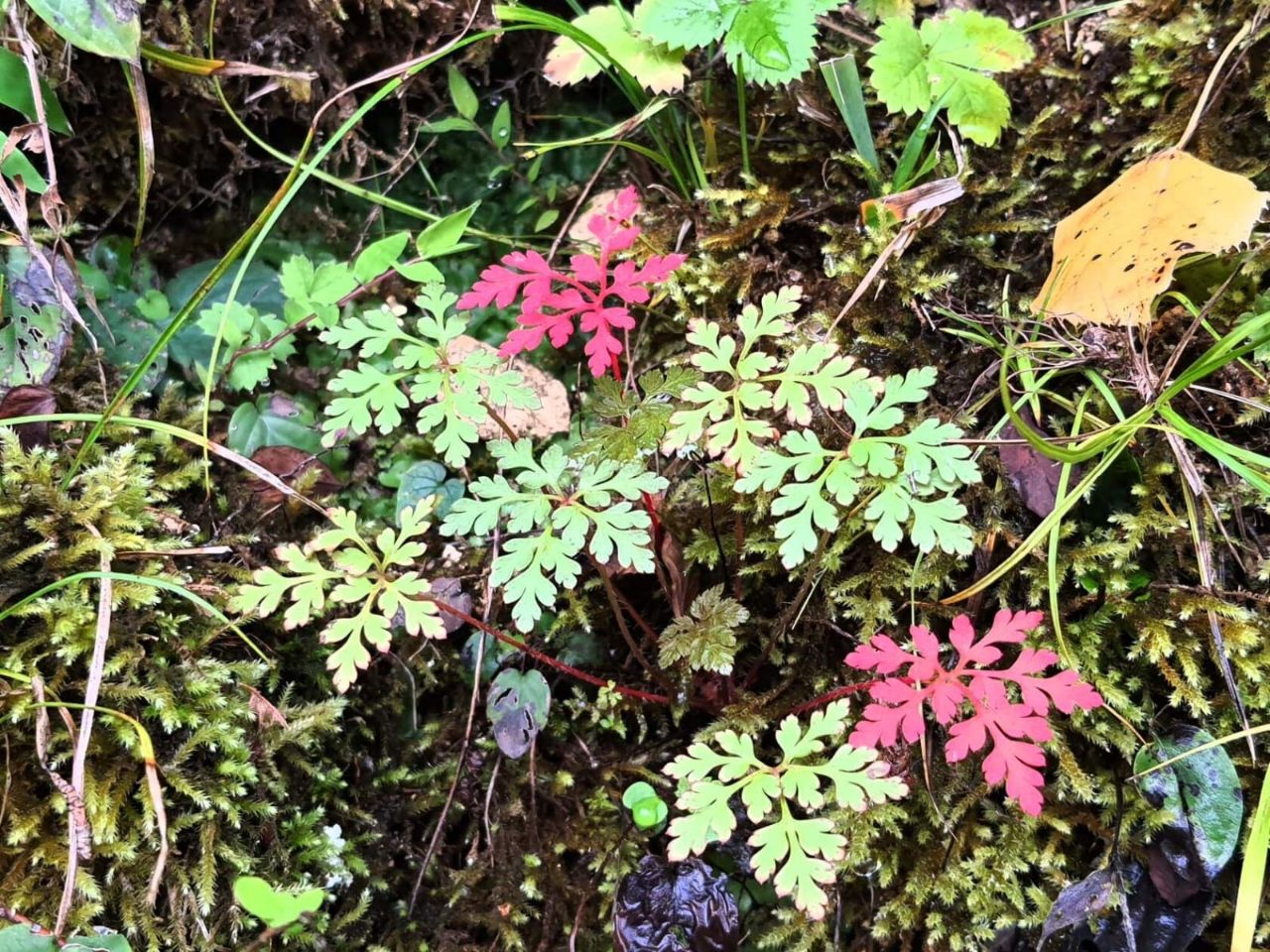 Изображение особи Geranium robertianum.