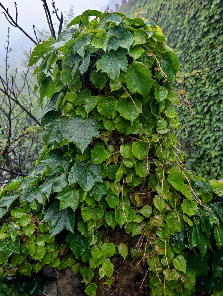 Image of Parthenocissus tricuspidata specimen.