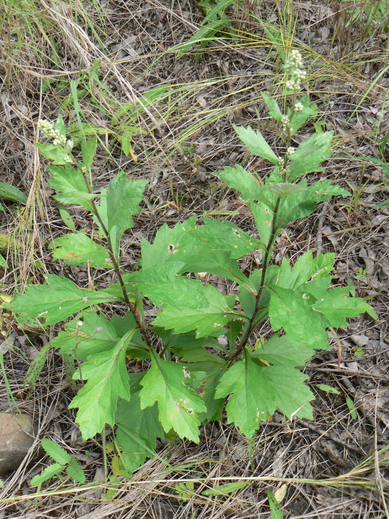 Изображение особи Artemisia keiskeana.