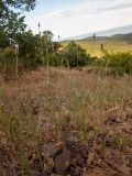 Смотреть изображение Xeranthemum cylindraceum