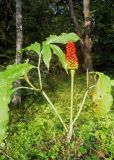 Смотреть изображение Arisaema peninsulae