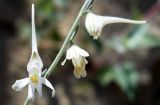 Delphinium stocksianum