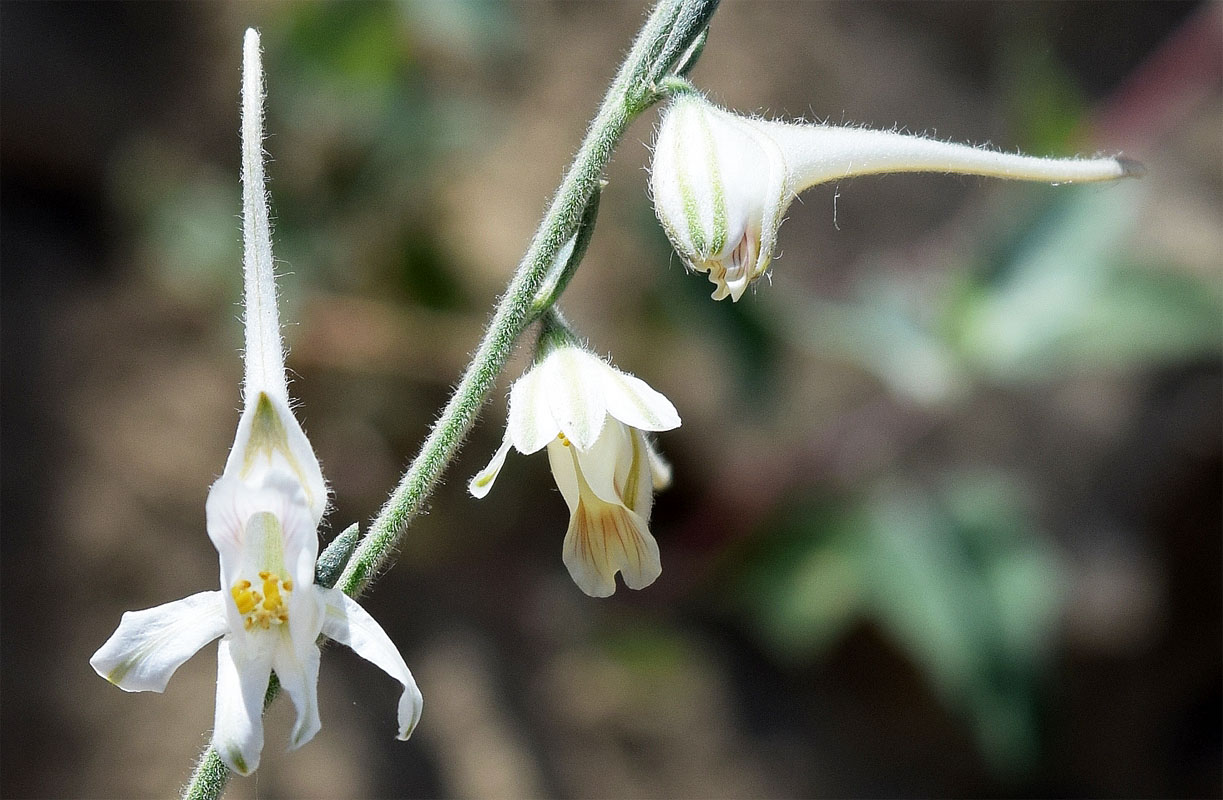 Image of Delphinium stocksianum specimen.