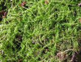 семейство Amblystegiaceae. Веточки. Московская обл., Одинцовский р-н, окр. г. Кубинка, заболоченный участок леса на берегу ручья. 14.04.2022.