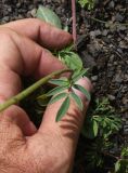 Смотреть изображение Anthyllis lachnophora