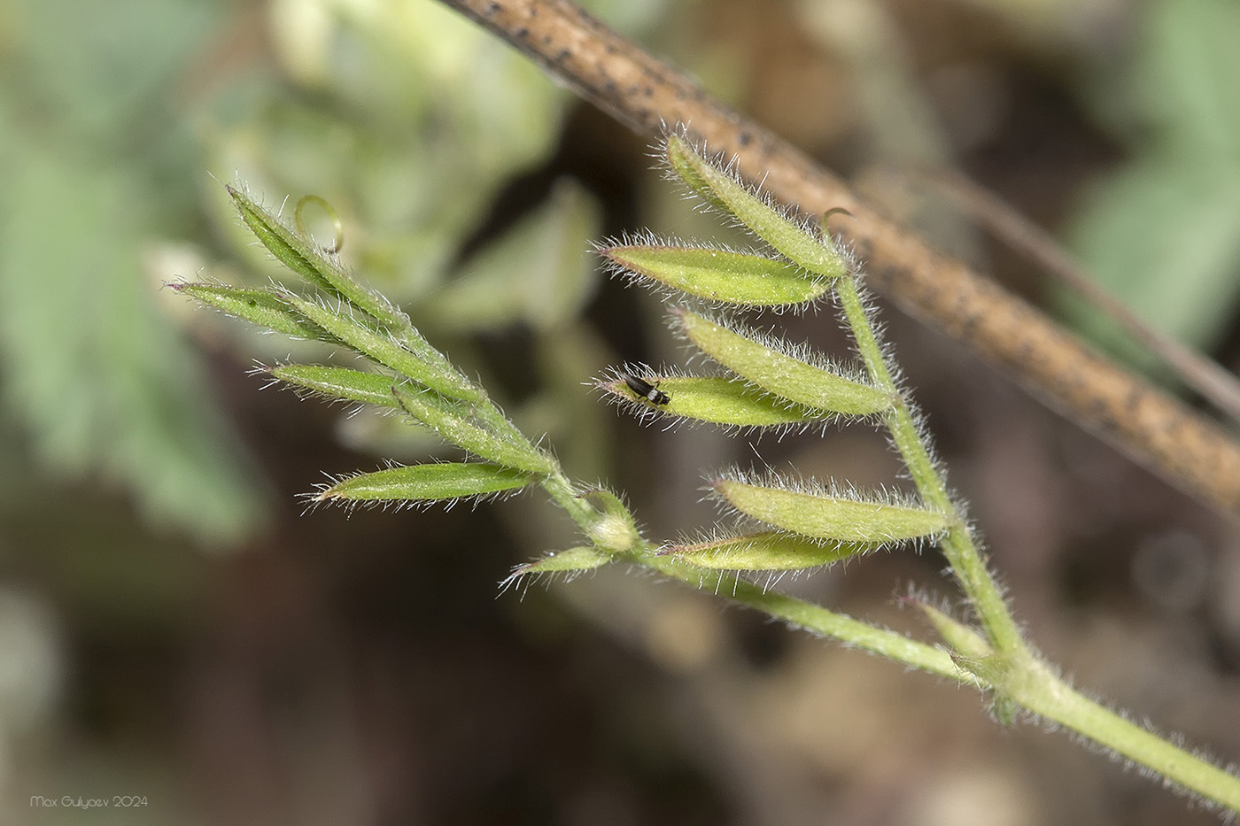 Image of Vicia sativa specimen.