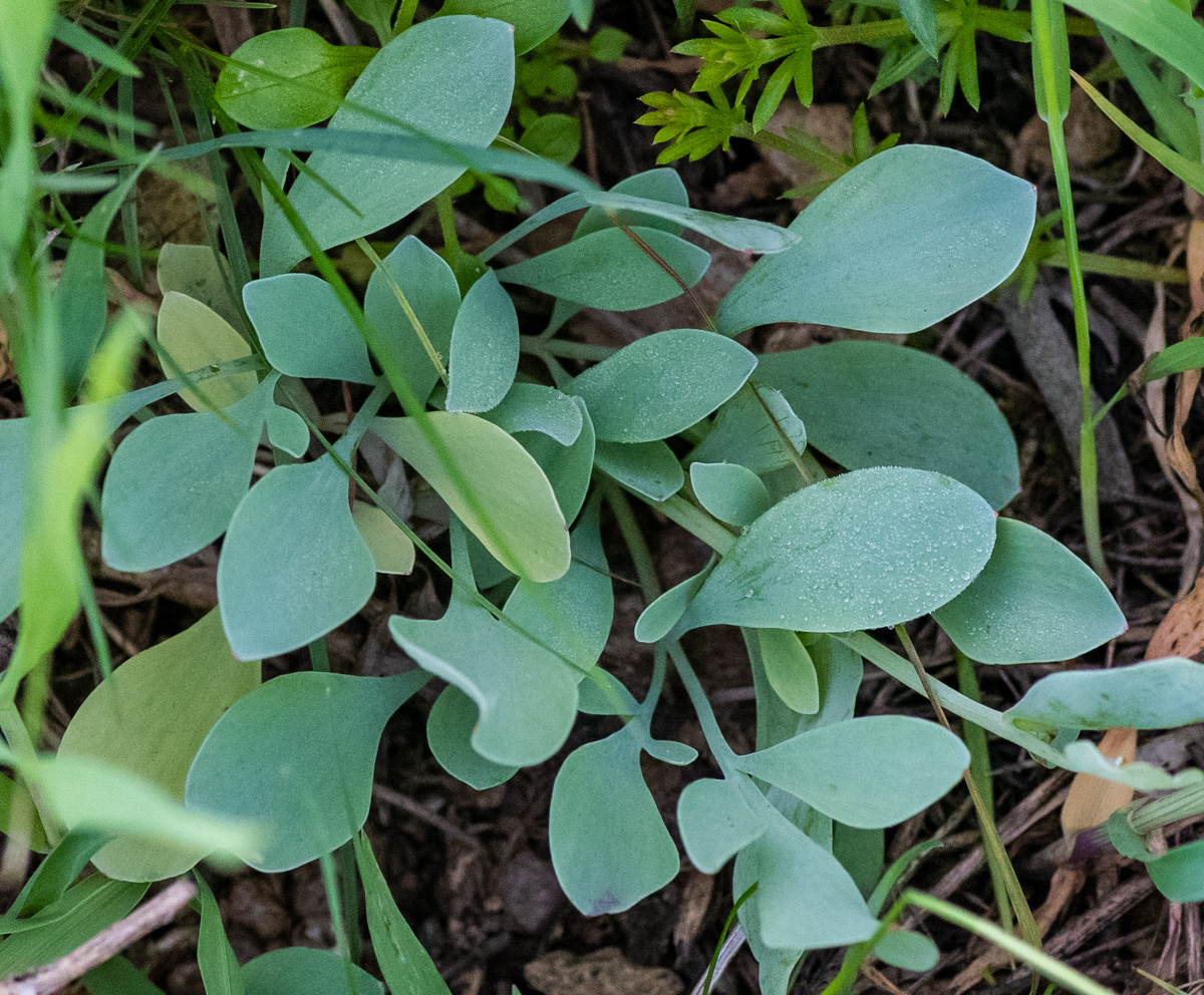 Image of genus Corydalis specimen.