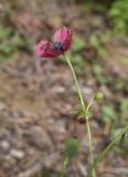 View full-size image Papaver hybridum