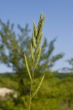 View full-size image Brachypodium rupestre