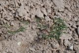 View full-size image Euphorbia inderiensis