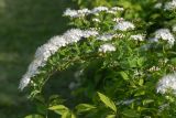 Смотреть изображение род Spiraea
