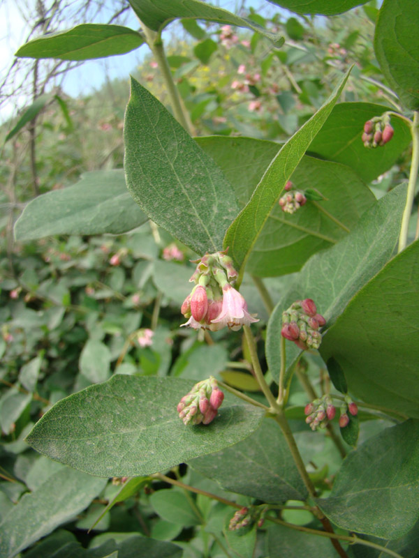 Image of Symphoricarpos albus var. laevigatus specimen.