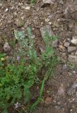 View full-size image Erodium cicutarium