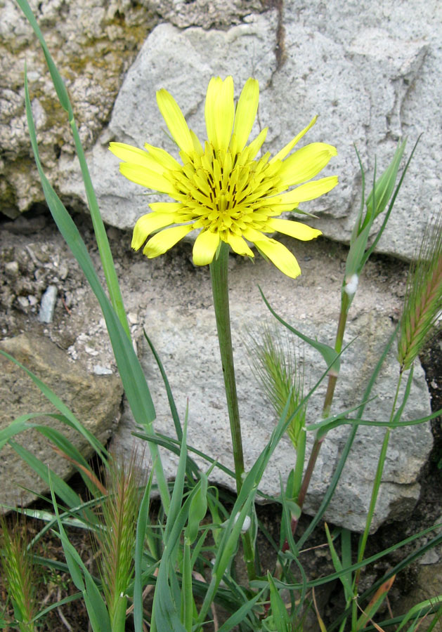 Image of Tragopogon dubius specimen.