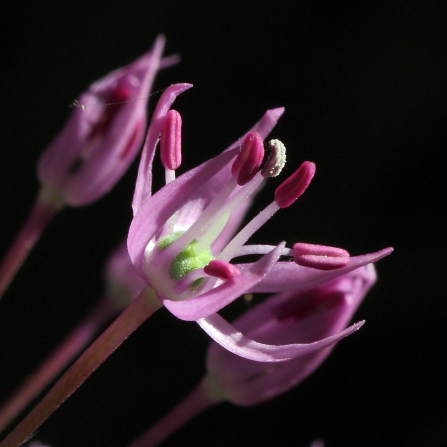 Image of Allium rosenorum specimen.