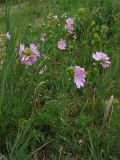 Malva moschata