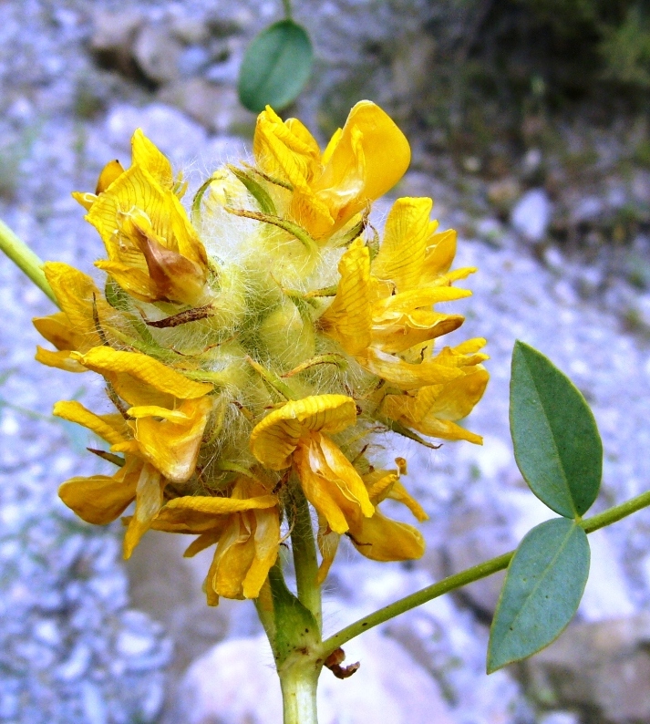 Изображение особи Astragalus schahrudensis.