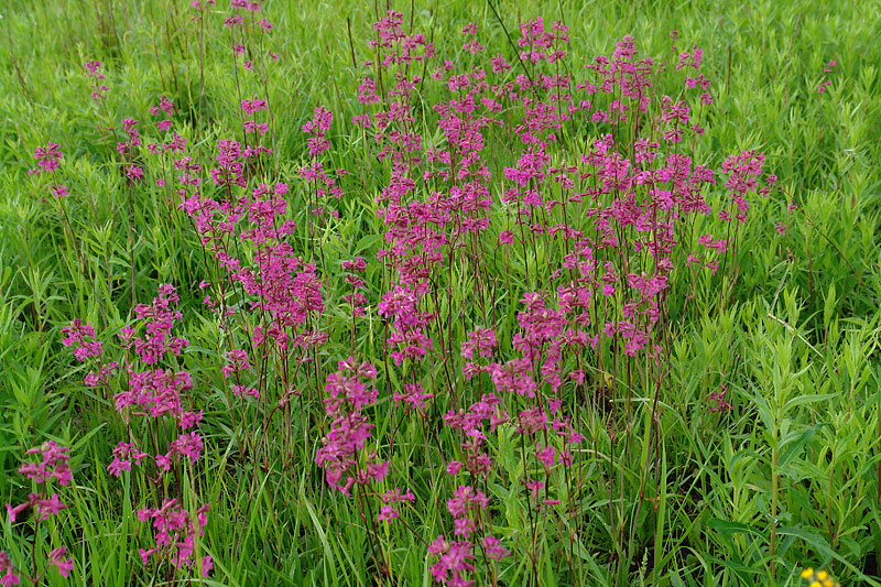 Изображение особи Viscaria vulgaris.