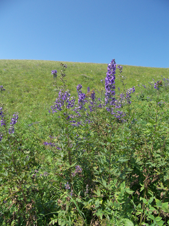 Изображение особи Delphinium megalanthum.