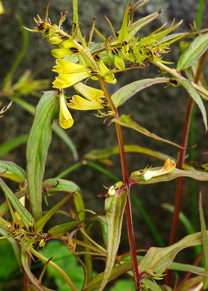 Image of Melampyrum pratense specimen.