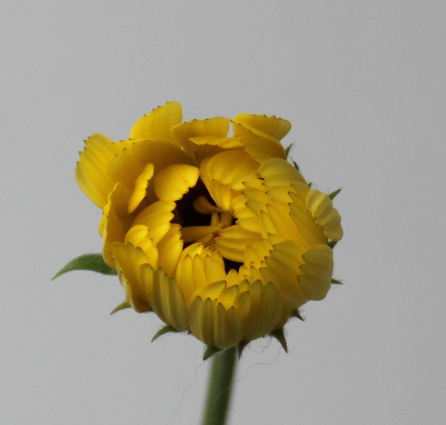 Image of Calendula officinalis specimen.