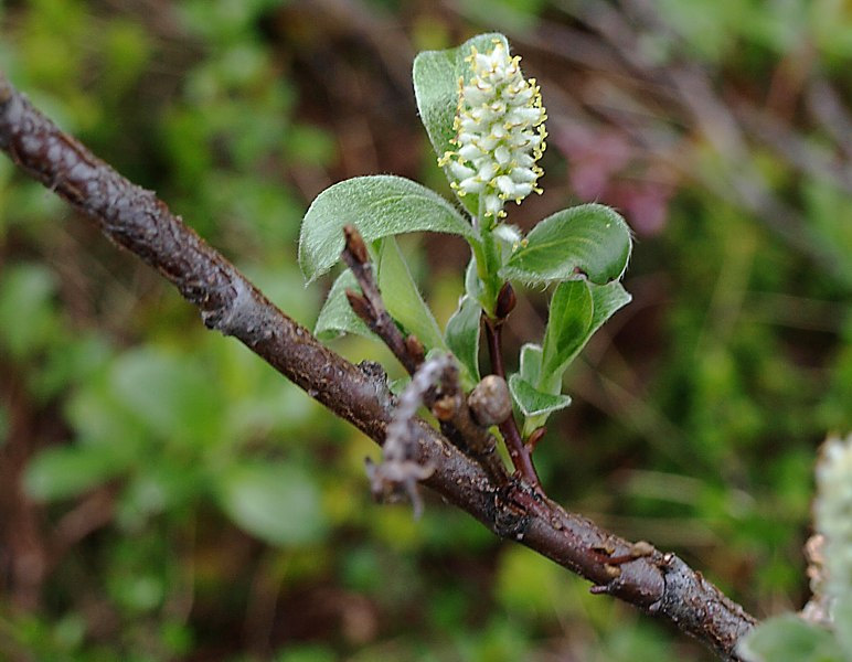 Image of Salix glauca specimen.