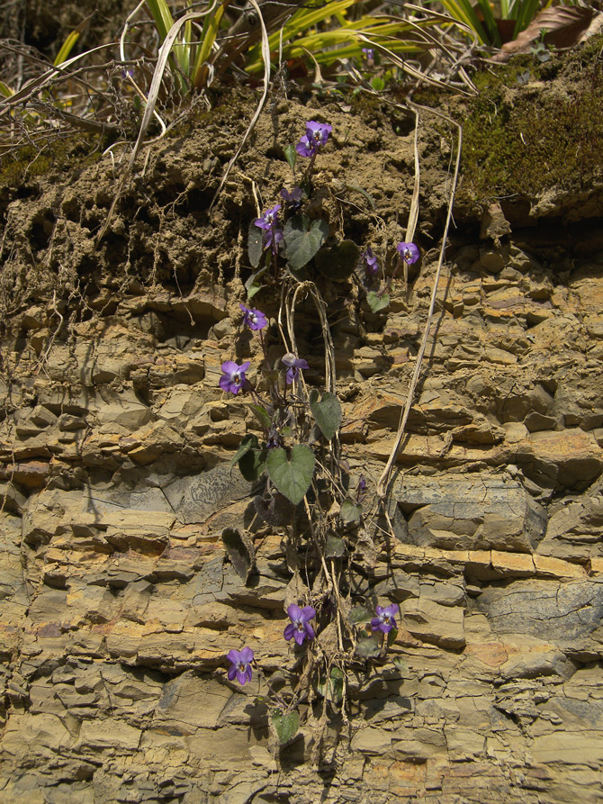 Изображение особи Viola dehnhardtii.