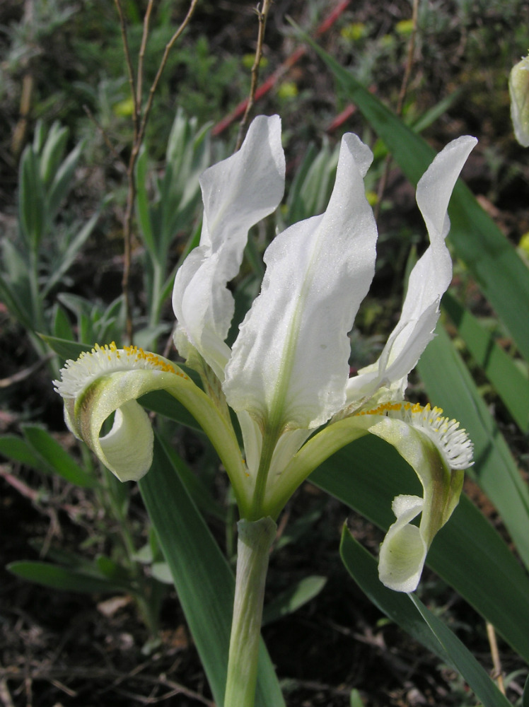 Изображение особи Iris pumila.