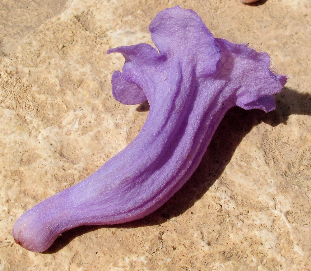 Image of Jacaranda mimosifolia specimen.