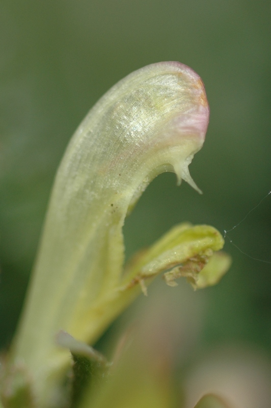 Изображение особи Pedicularis songarica.