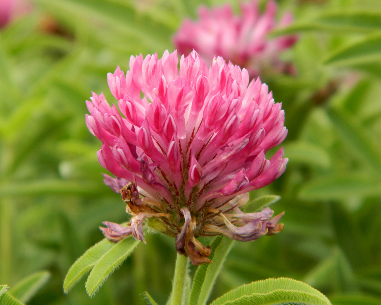 Изображение особи Trifolium alpestre.