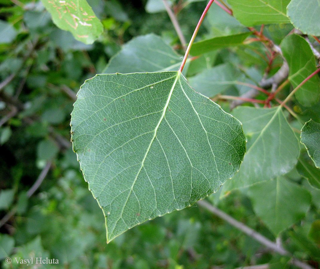 Изображение особи Populus nigra.