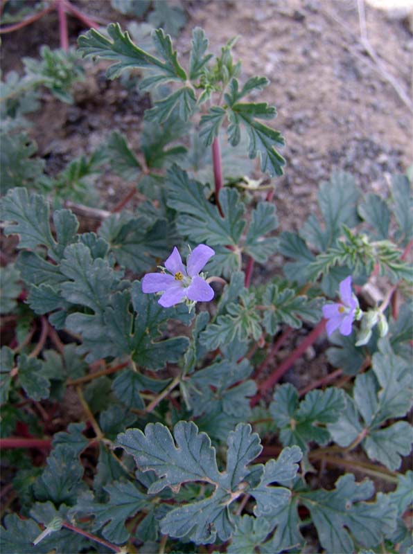 Image of Erodium oxyrhynchum specimen.