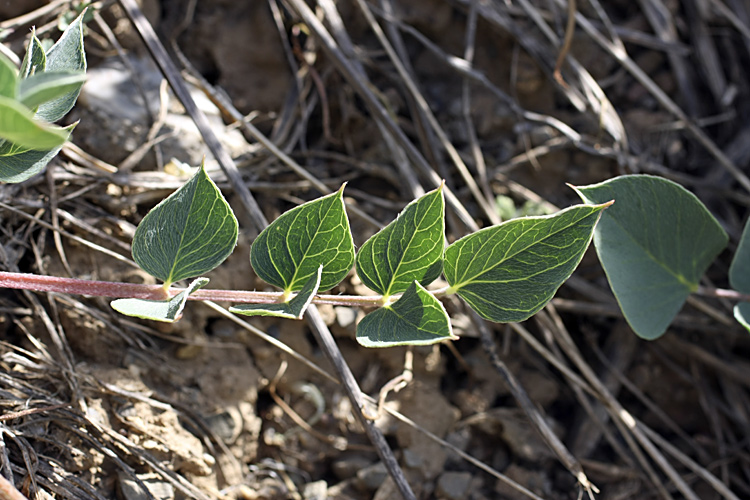 Image of Astragalus megalomerus specimen.