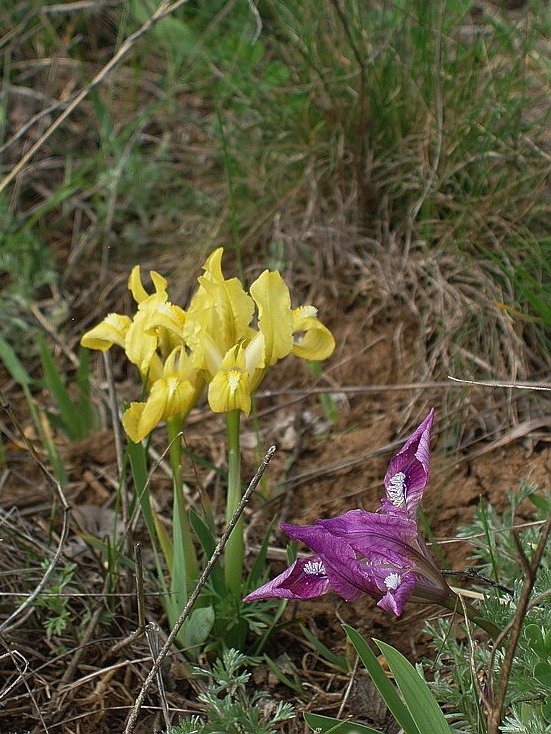 Image of Iris pumila specimen.