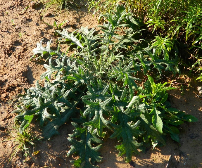 Image of Cirsium vulgare specimen.